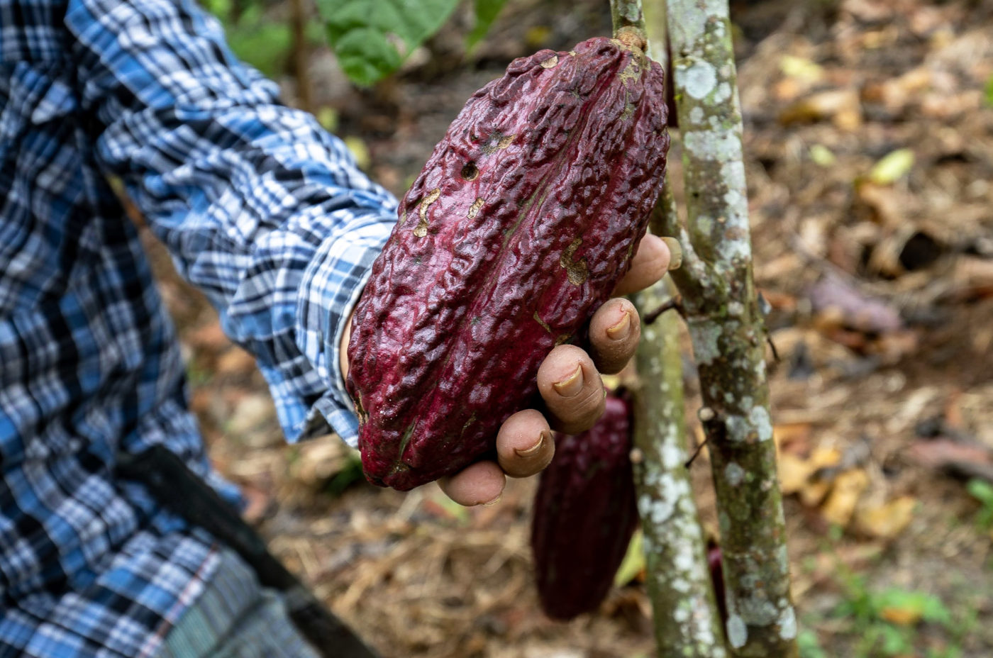 Plant Your Future farmers grow Cocoa in between the timber trees. 